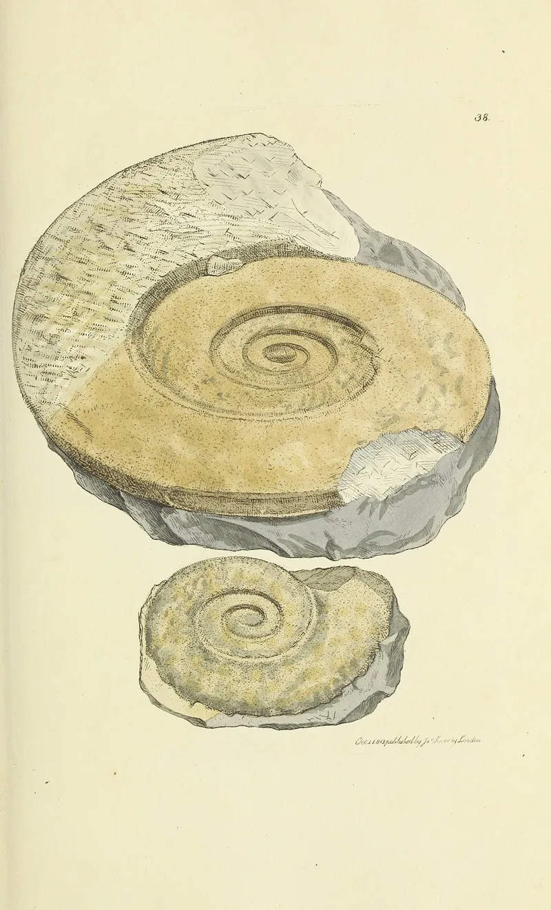 The Mineral Conchology Of Great Britain Pl 039