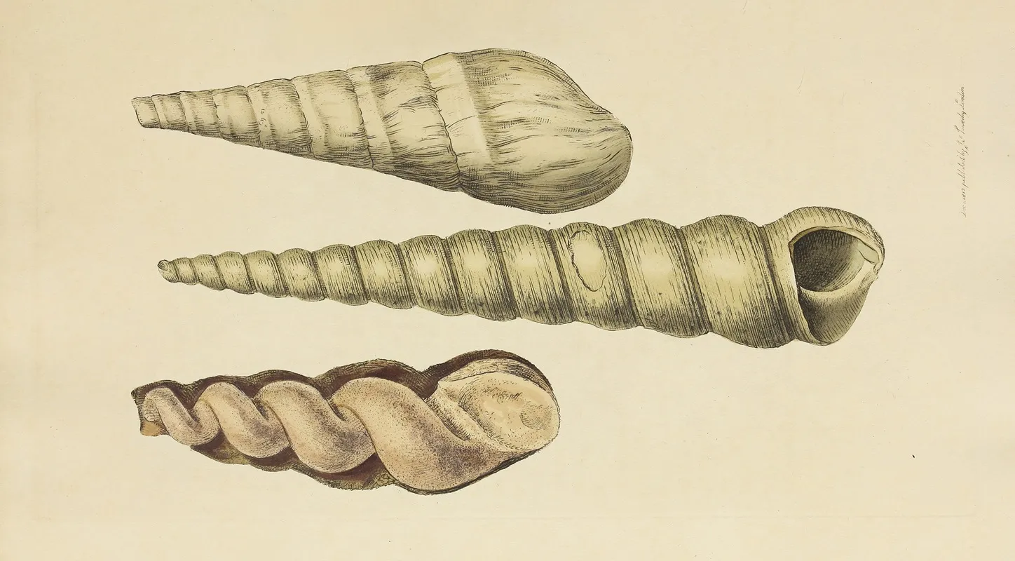 The Mineral Conchology Of Great Britain Pl 040