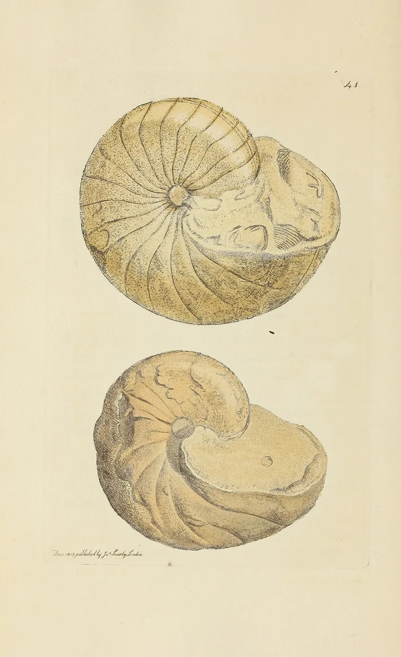 The Mineral Conchology Of Great Britain Pl 042
