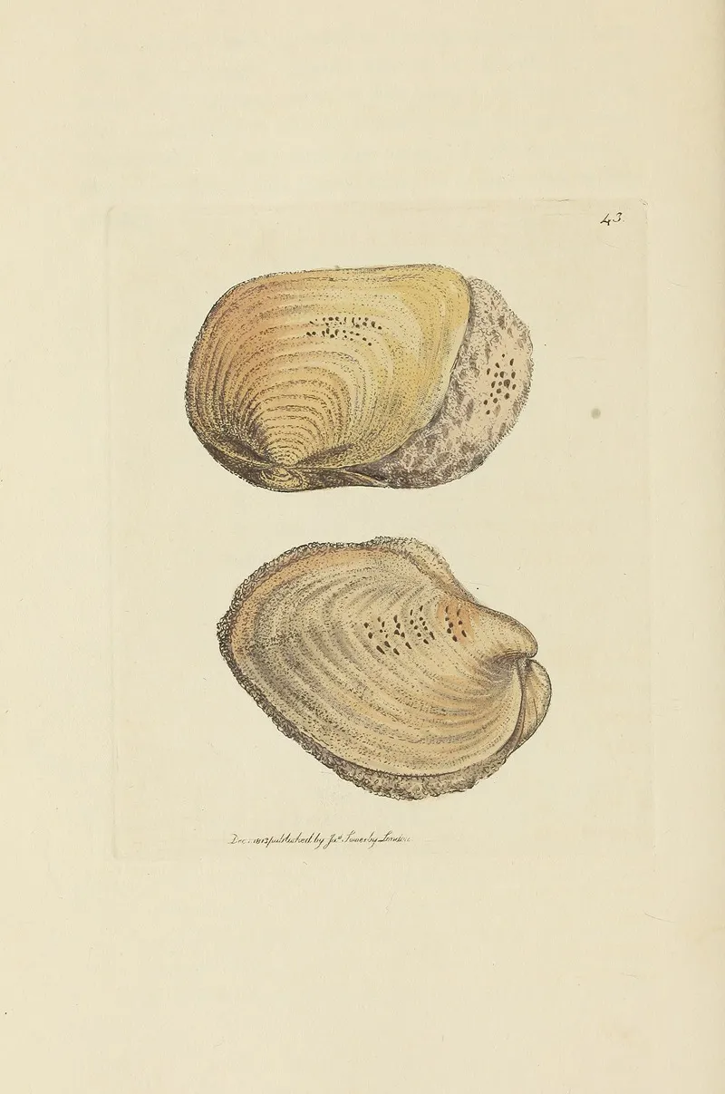 The Mineral Conchology Of Great Britain Pl 044
