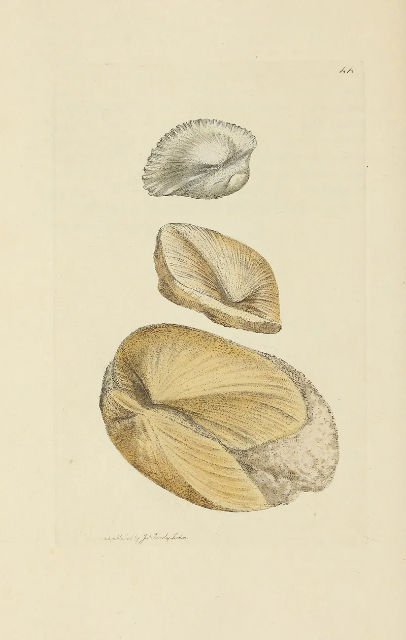 The Mineral Conchology Of Great Britain Pl 045
