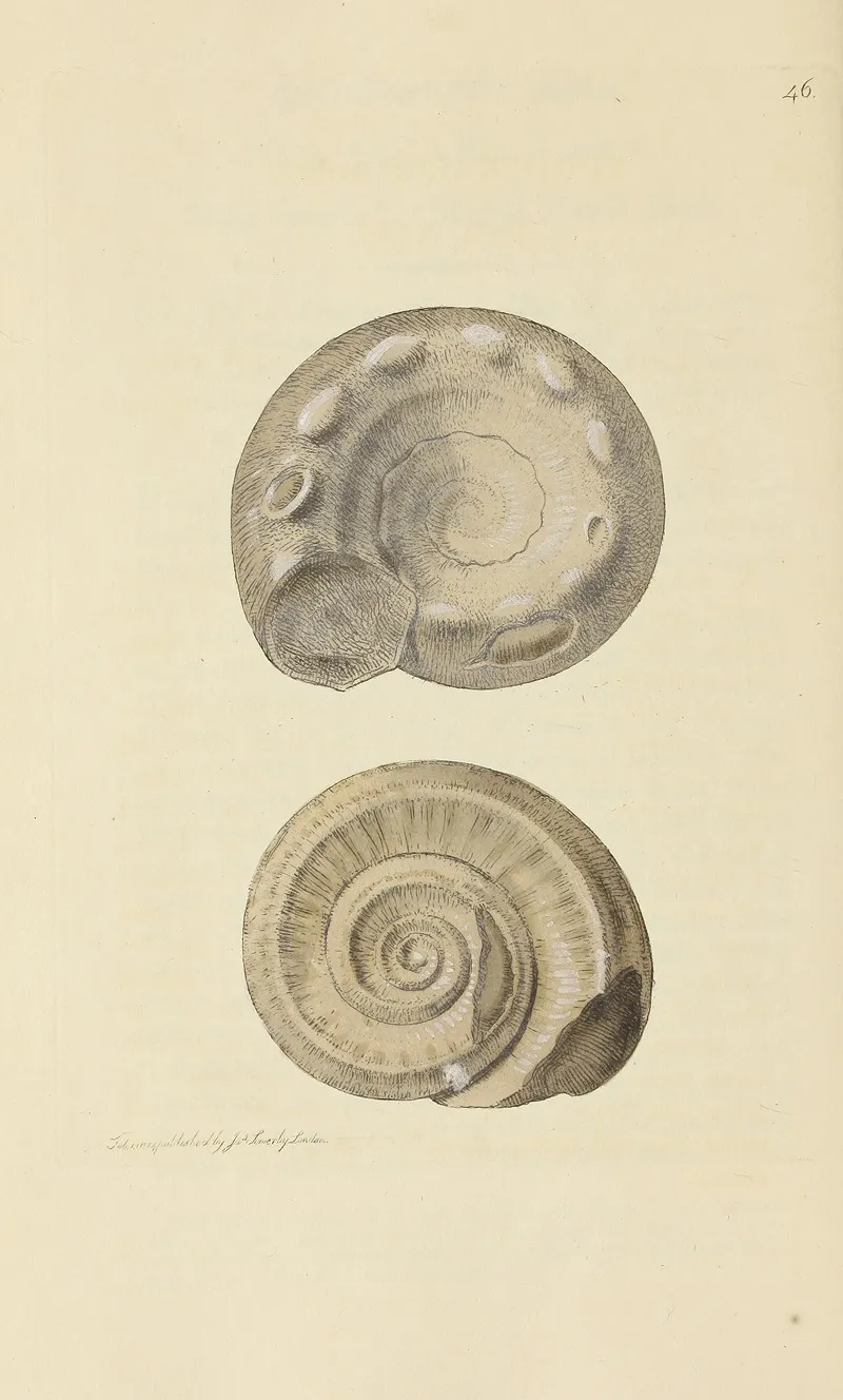 The Mineral Conchology Of Great Britain Pl 047