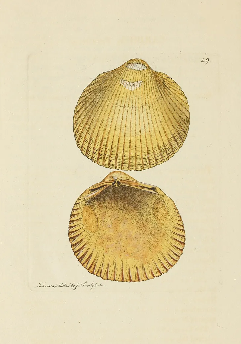 The Mineral Conchology Of Great Britain Pl 050
