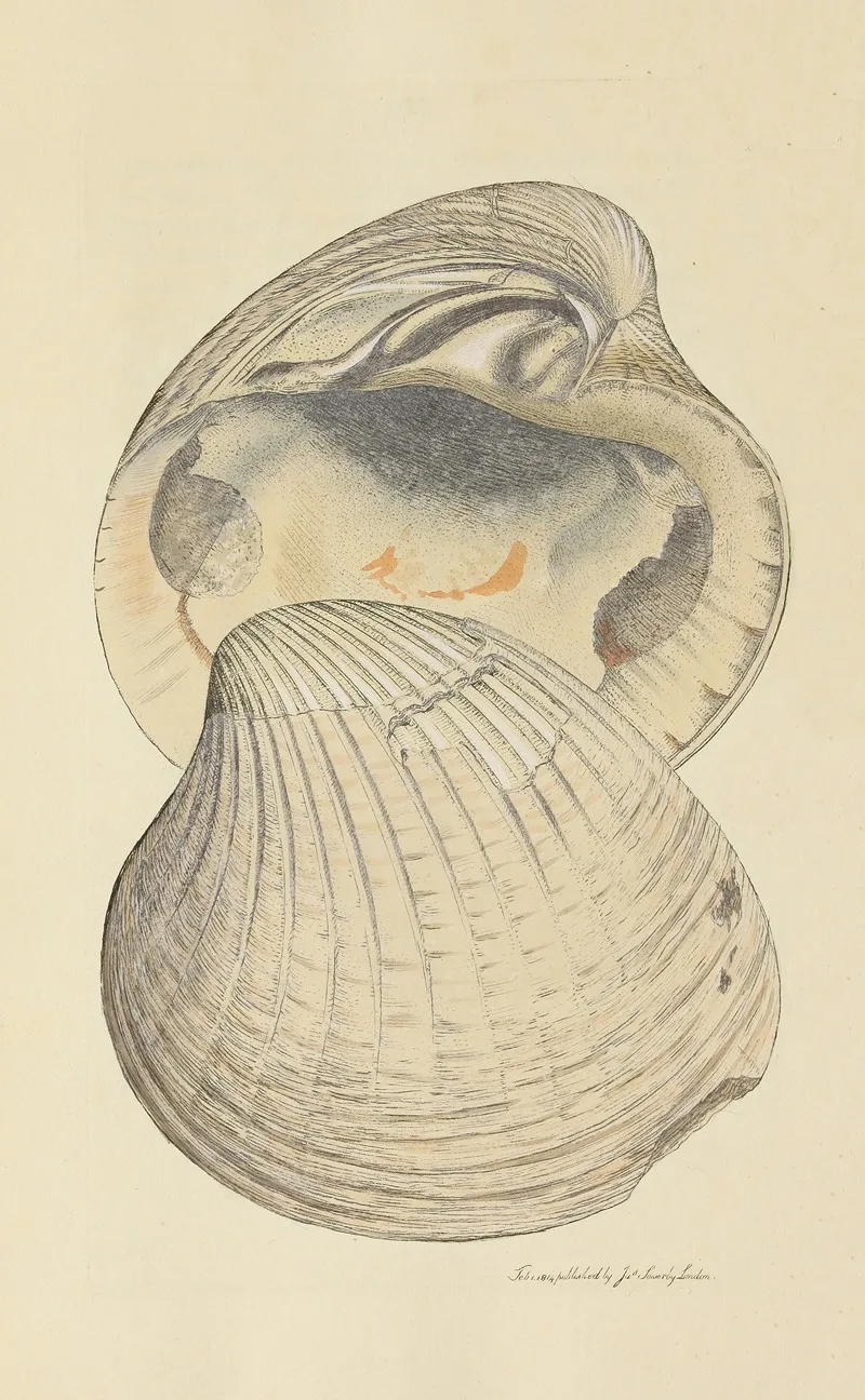 The Mineral Conchology Of Great Britain Pl 051