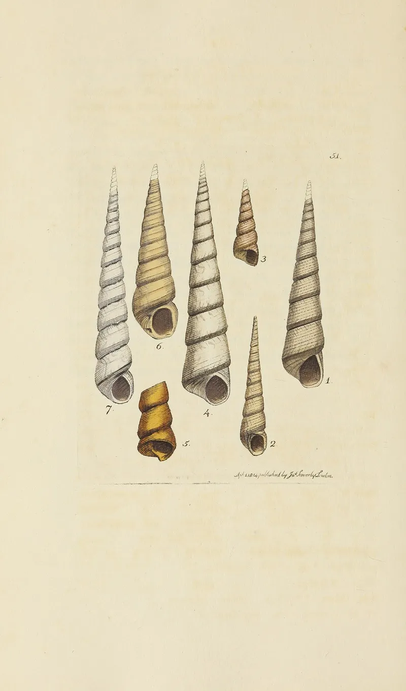 The Mineral Conchology Of Great Britain Pl 052