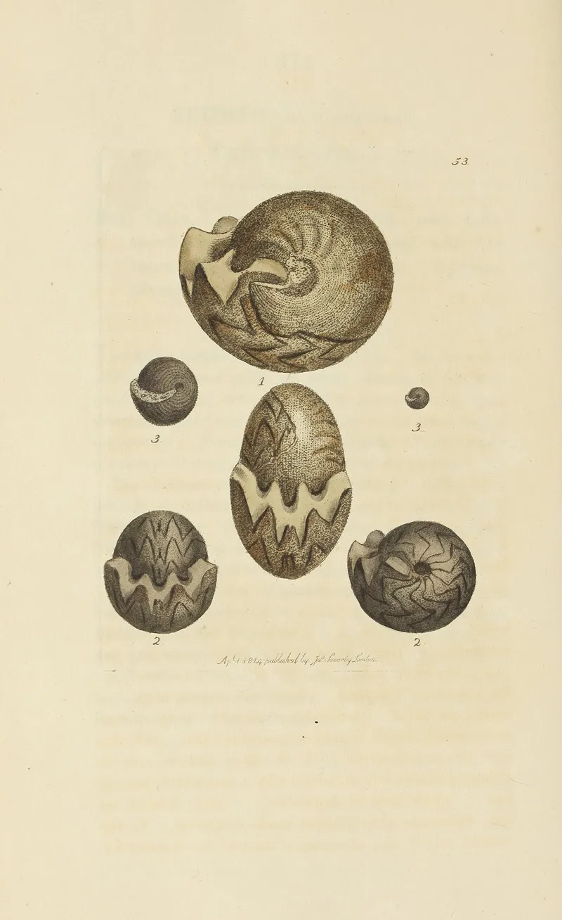 The Mineral Conchology Of Great Britain Pl 054