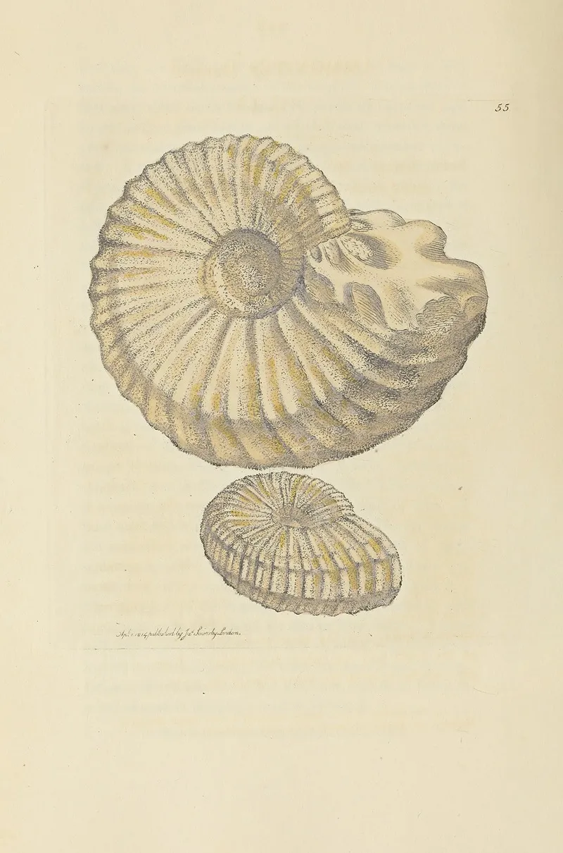 The Mineral Conchology Of Great Britain Pl 056