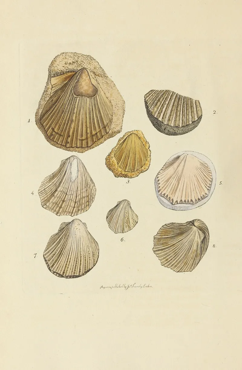 The Mineral Conchology Of Great Britain Pl 057