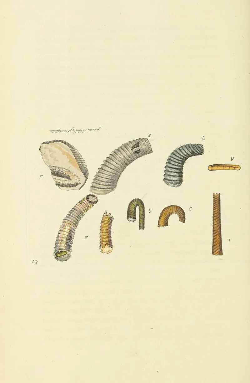 The Mineral Conchology Of Great Britain Pl 062