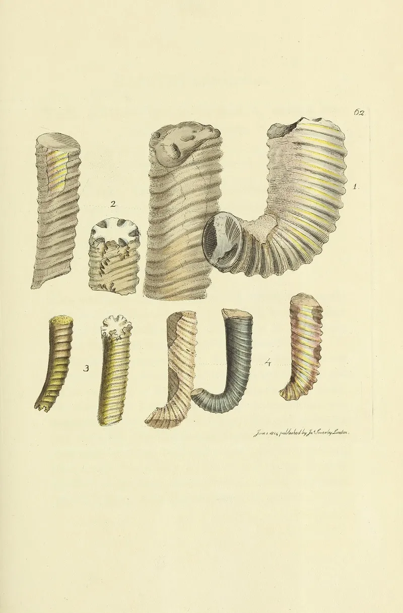 The Mineral Conchology Of Great Britain Pl 063