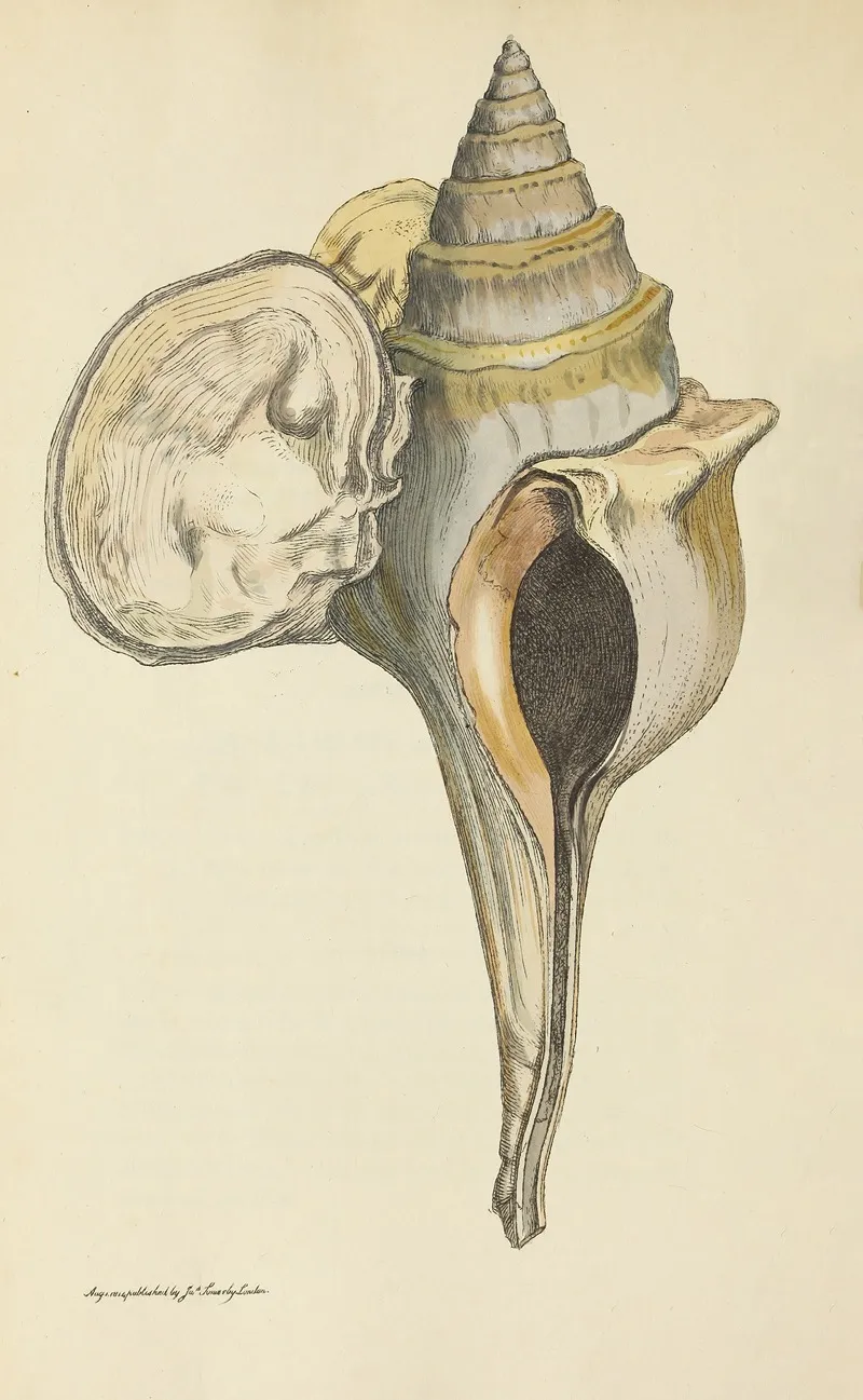 The Mineral Conchology Of Great Britain Pl 064