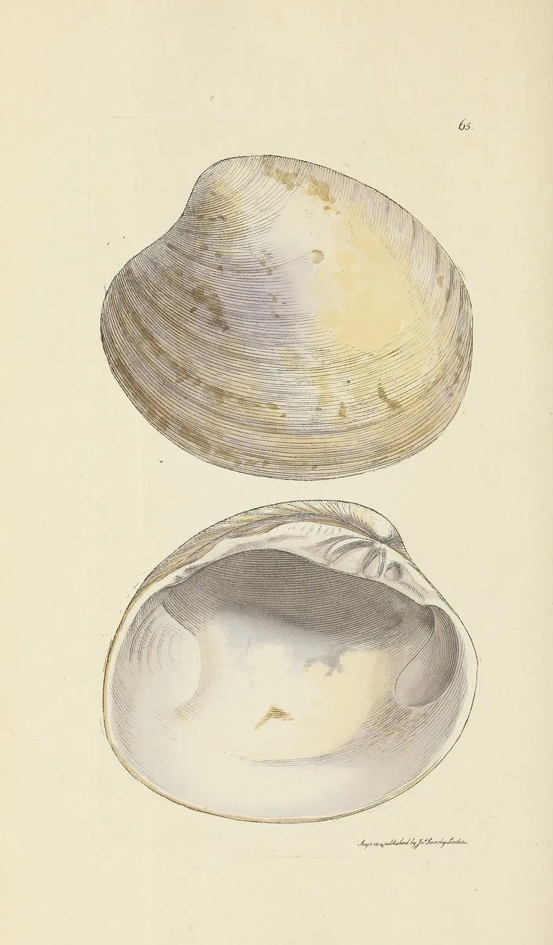 The Mineral Conchology Of Great Britain Pl 065
