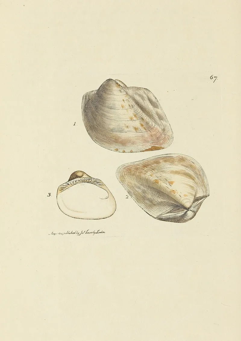 The Mineral Conchology Of Great Britain Pl 067