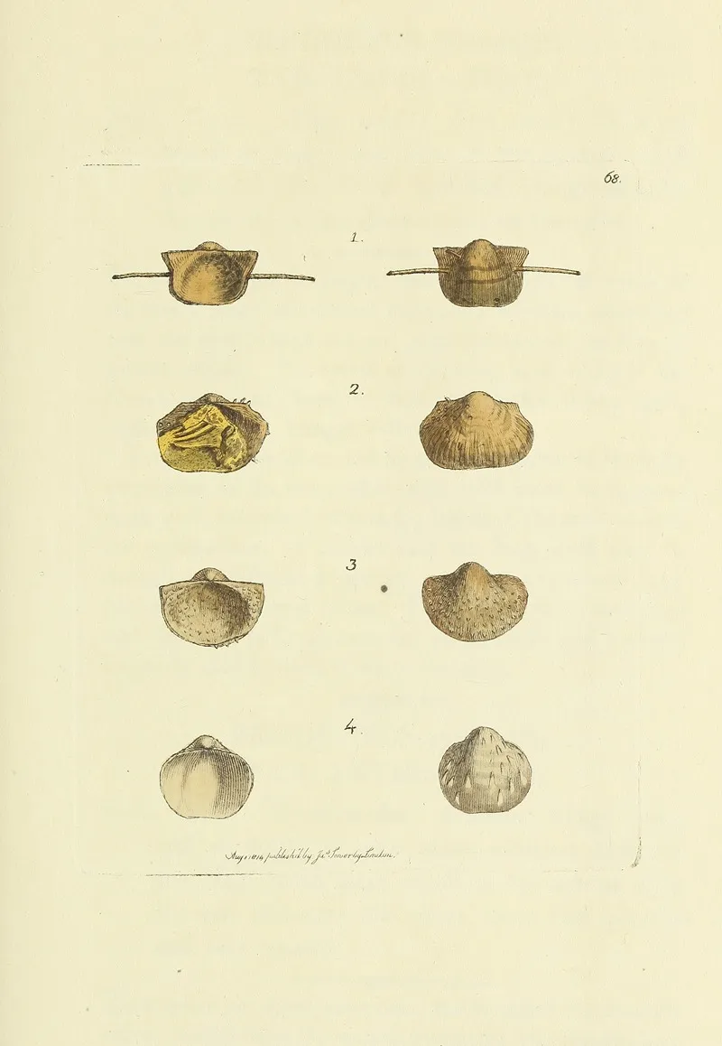 The Mineral Conchology Of Great Britain Pl 068