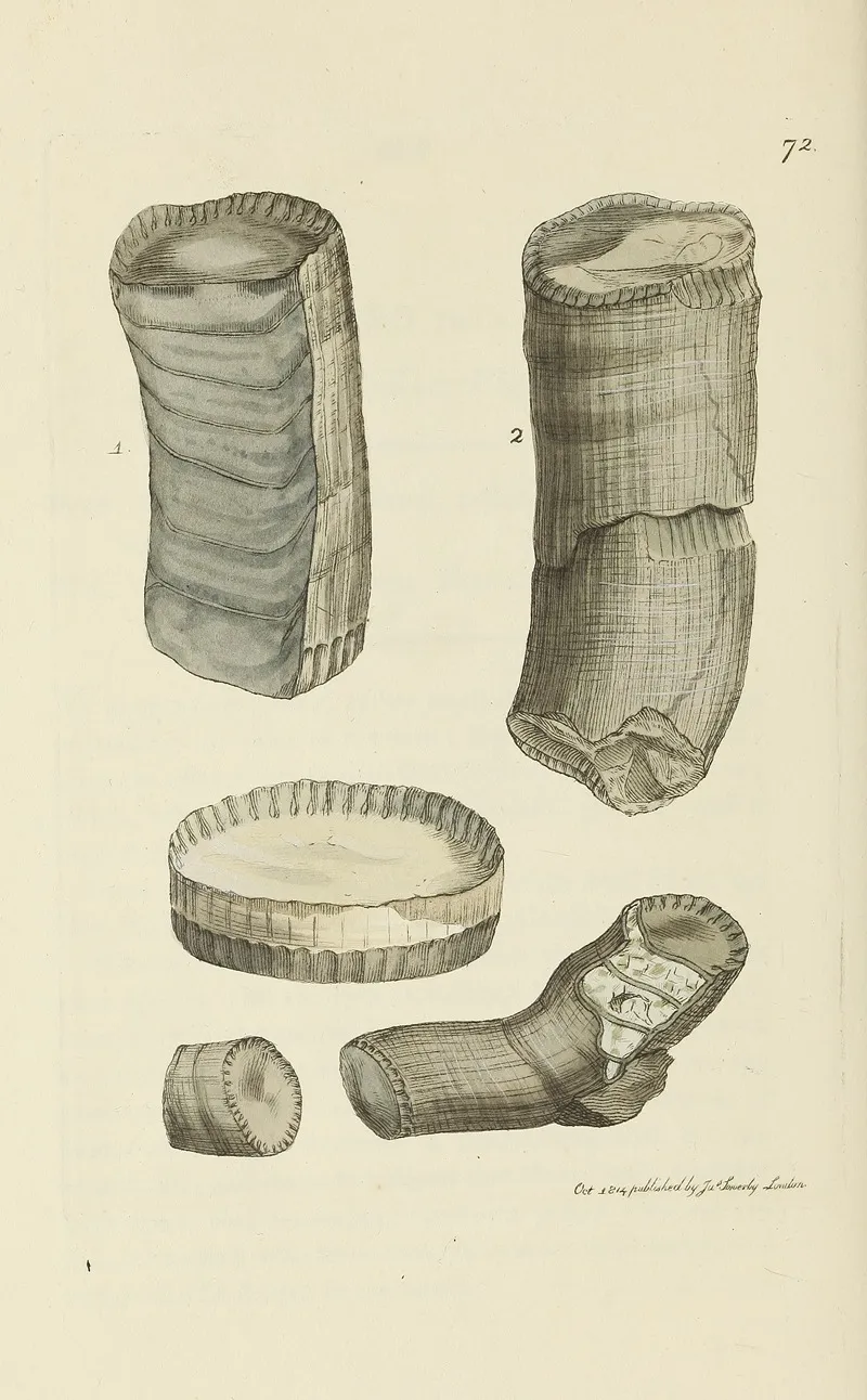 The Mineral Conchology Of Great Britain Pl 072
