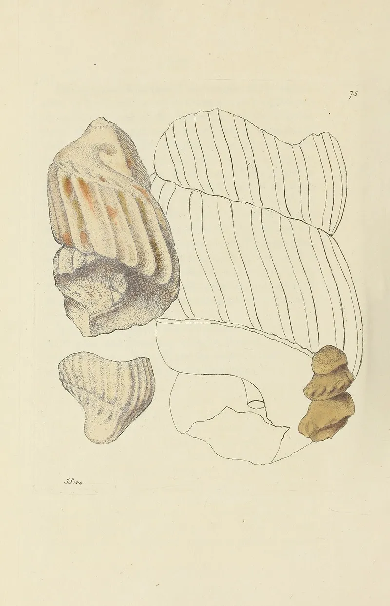 The Mineral Conchology Of Great Britain Pl 074