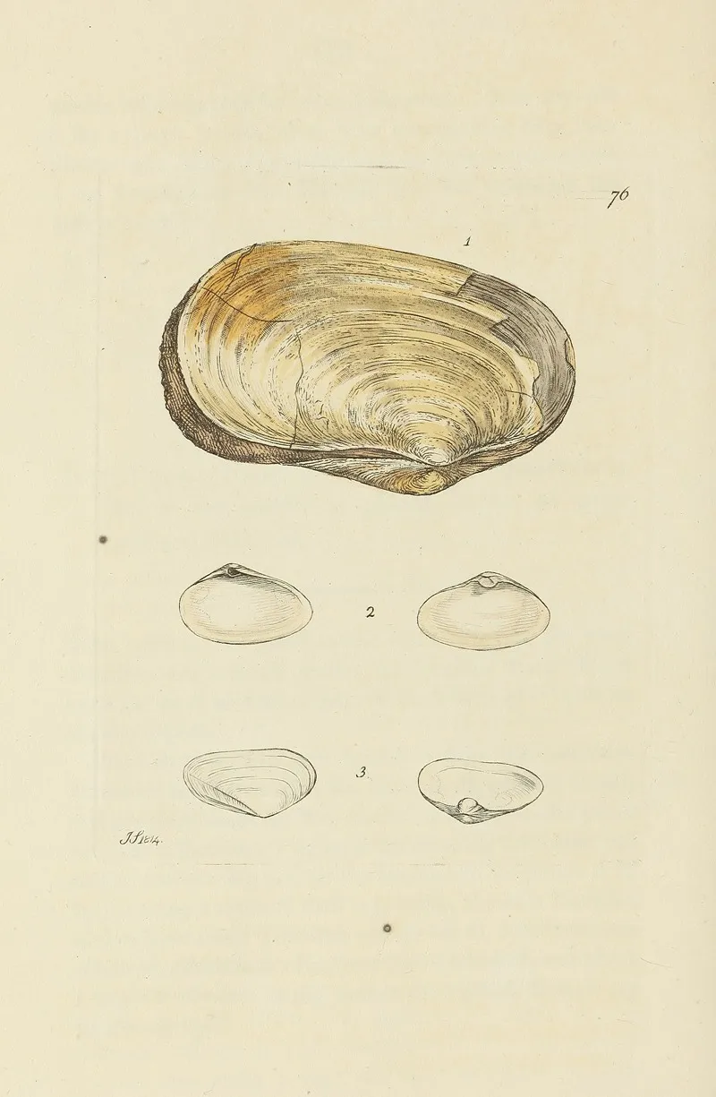 The Mineral Conchology Of Great Britain Pl 075