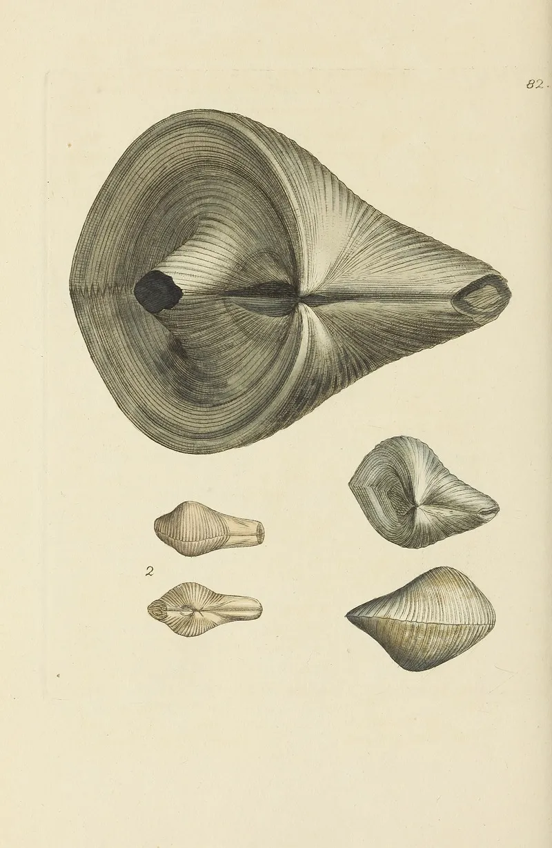 The Mineral Conchology Of Great Britain Pl 081