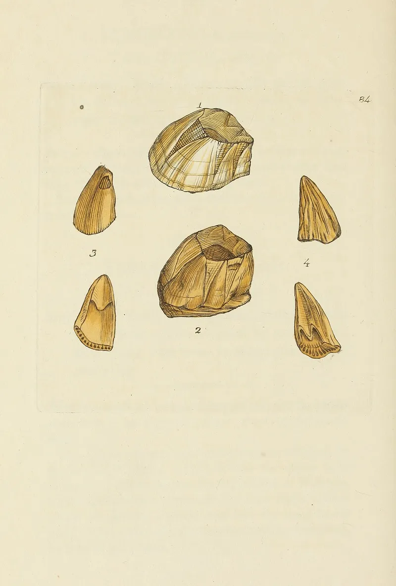 The Mineral Conchology Of Great Britain Pl 083