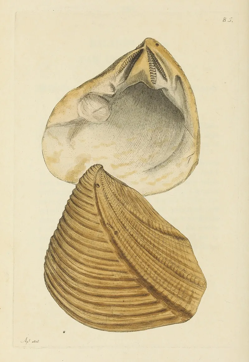 The Mineral Conchology Of Great Britain Pl 084