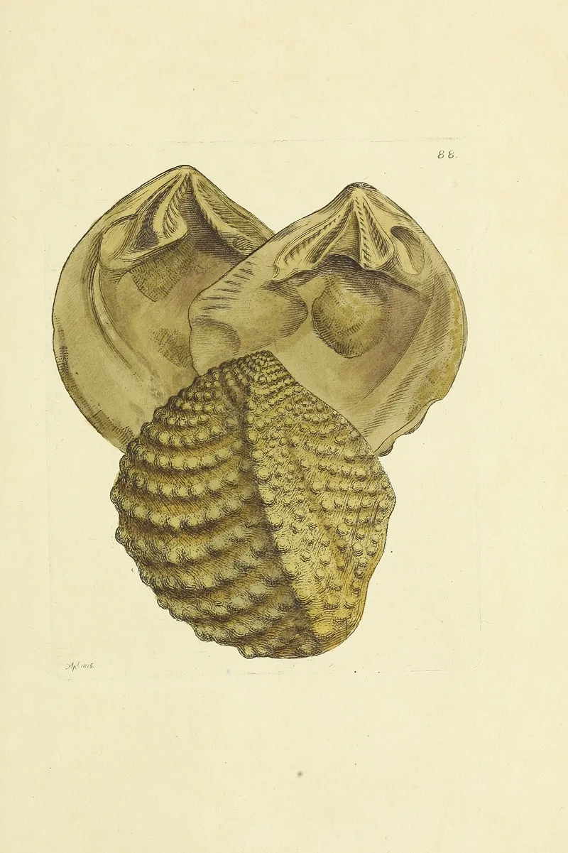 The Mineral Conchology Of Great Britain Pl 087