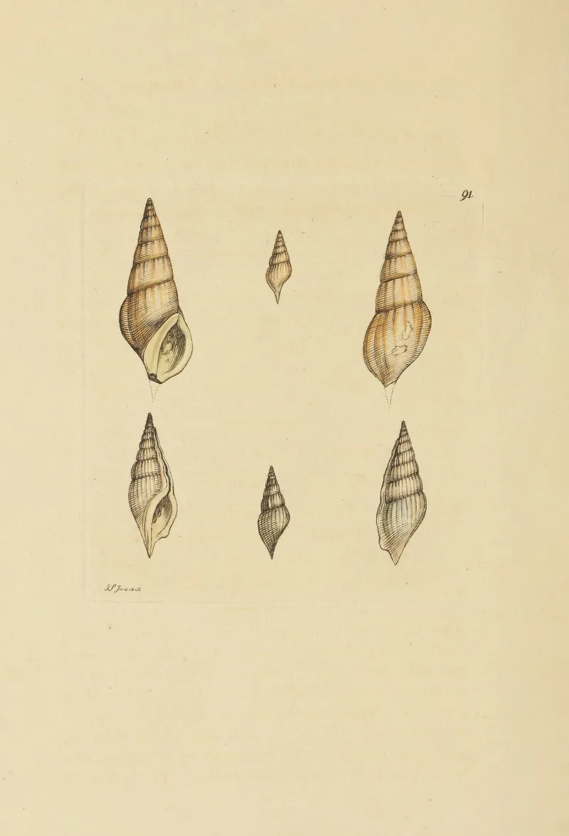 The Mineral Conchology Of Great Britain Pl 090