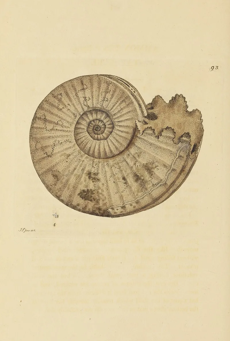 The Mineral Conchology Of Great Britain Pl 092