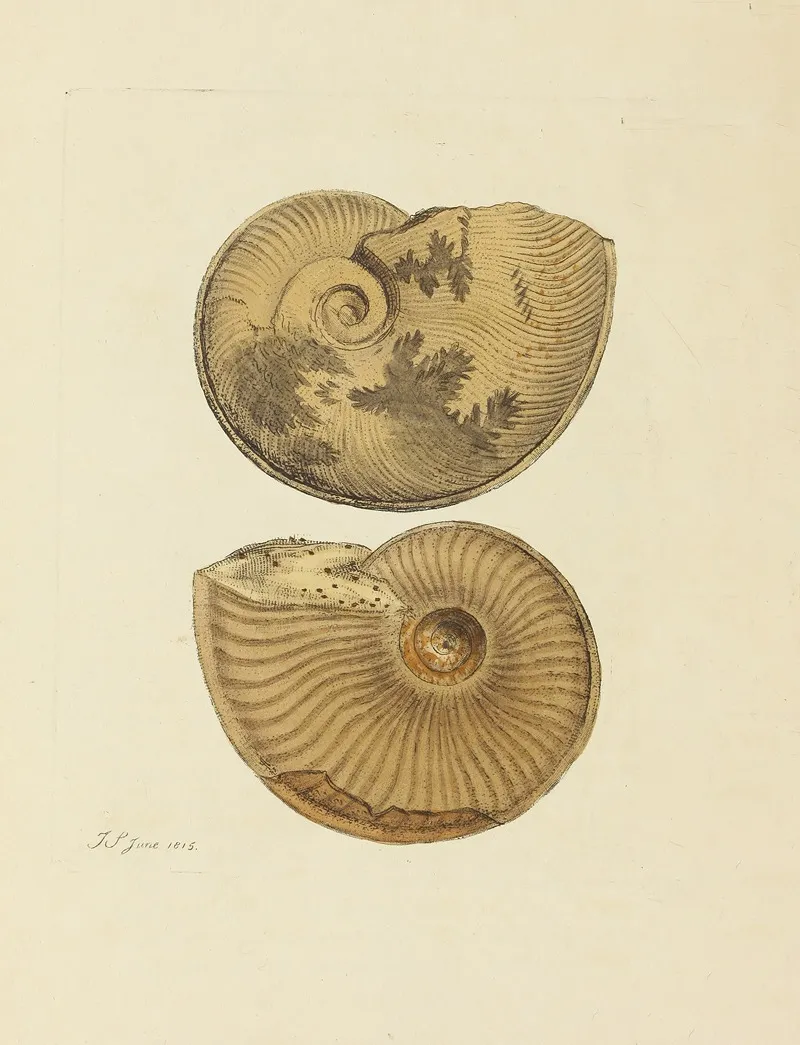 The Mineral Conchology Of Great Britain Pl 093