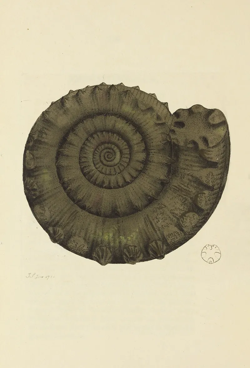 The Mineral Conchology Of Great Britain Pl 094