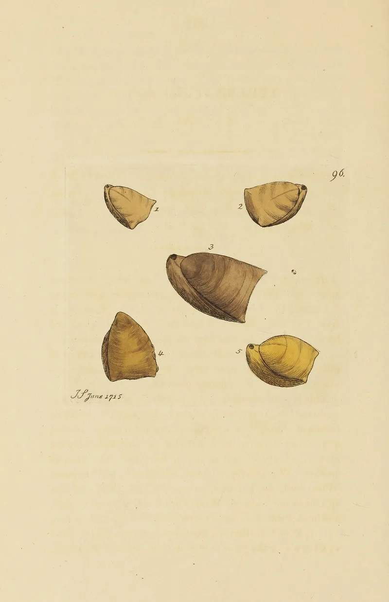 The Mineral Conchology Of Great Britain Pl 095