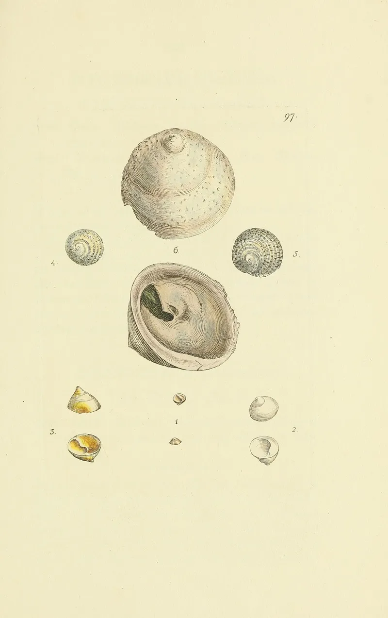 The Mineral Conchology Of Great Britain Pl 096