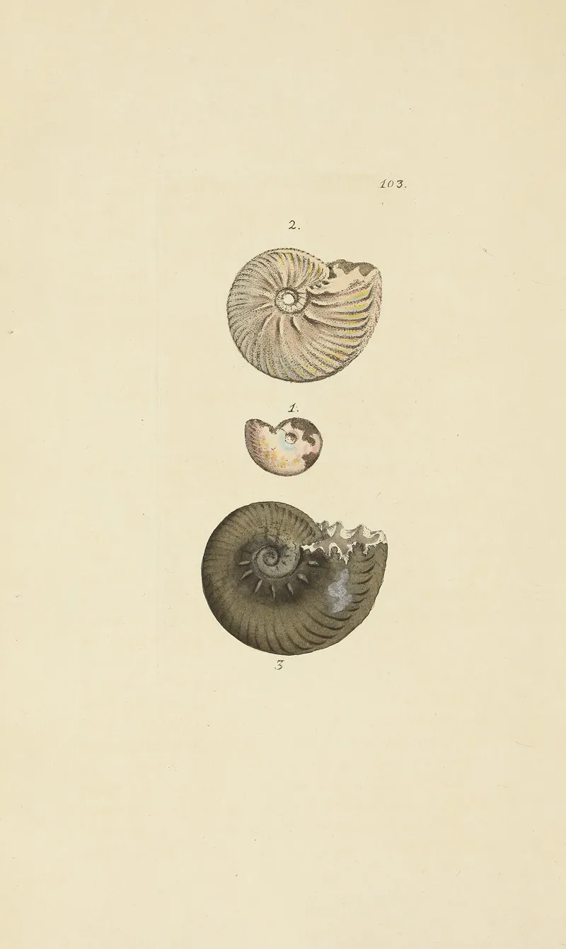 The Mineral Conchology Of Great Britain Pl 102