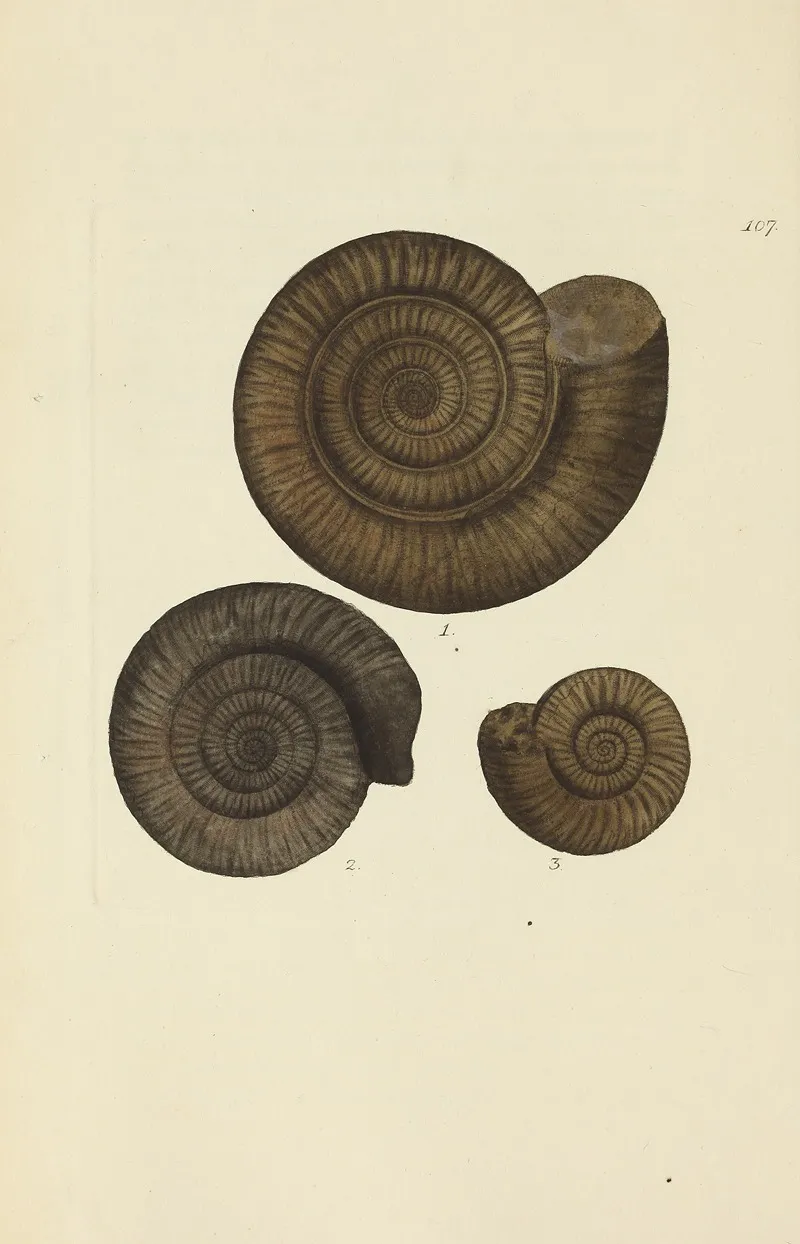 The Mineral Conchology Of Great Britain Pl 106