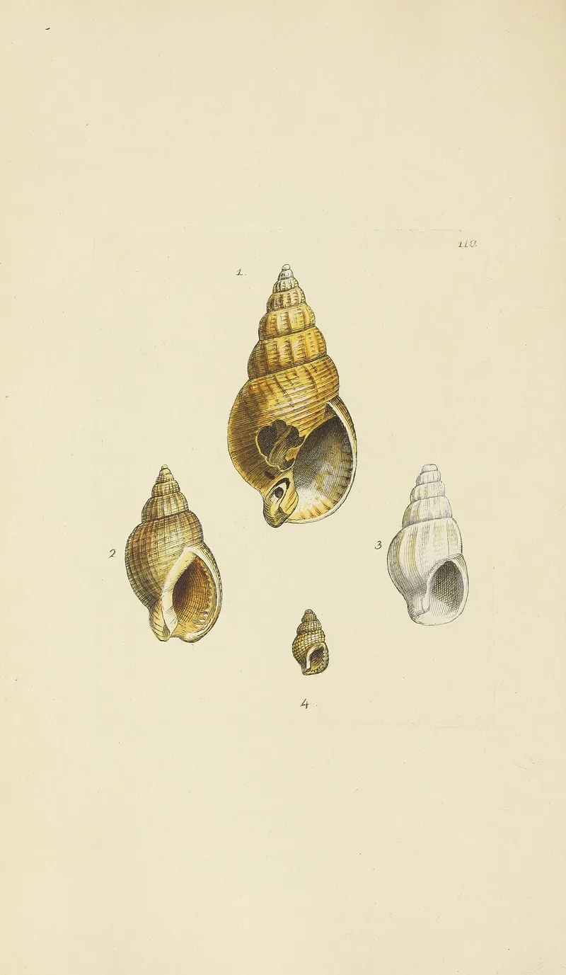 The Mineral Conchology Of Great Britain Pl 109