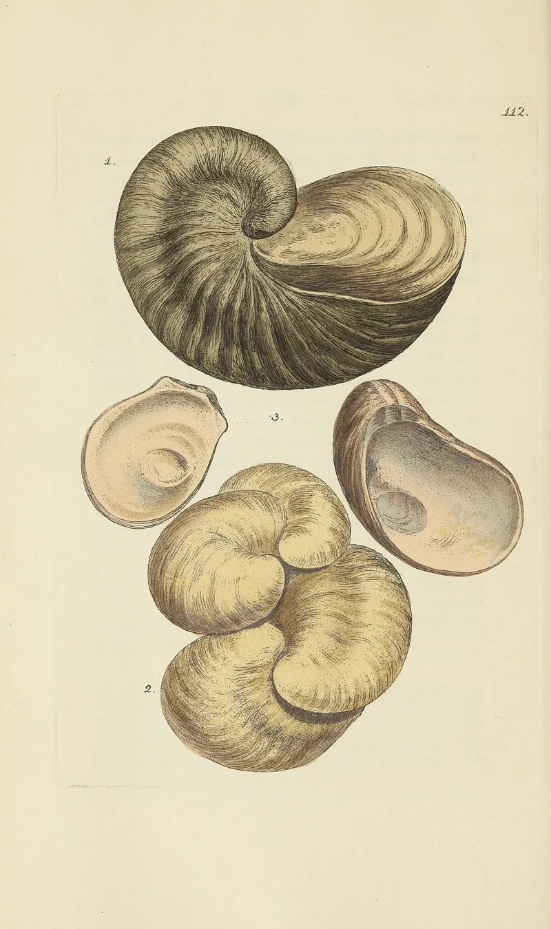 The Mineral Conchology Of Great Britain Pl 111
