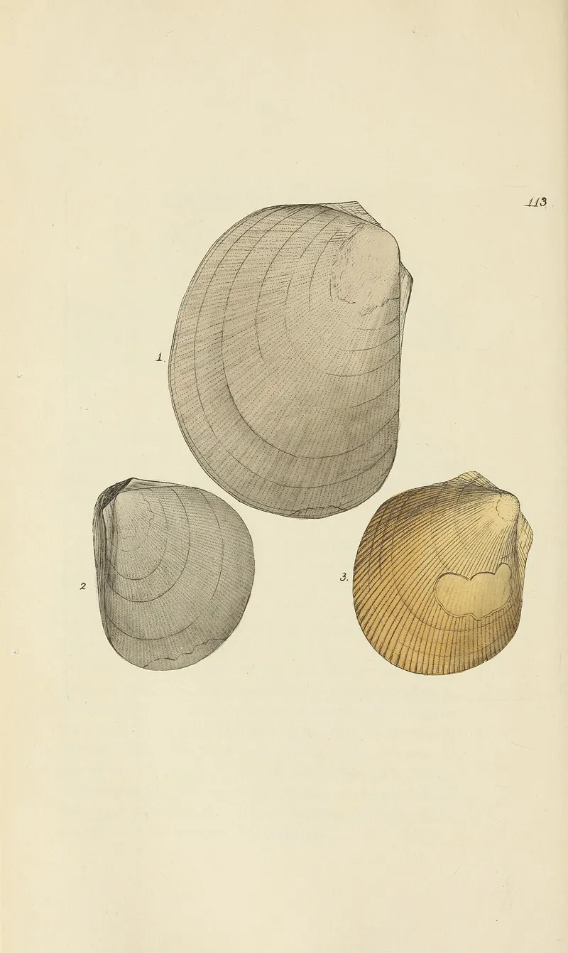 The Mineral Conchology Of Great Britain Pl 112