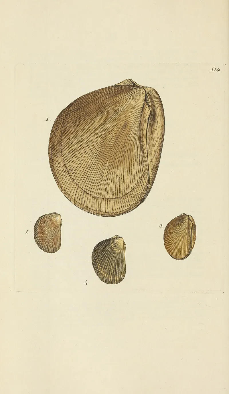 The Mineral Conchology Of Great Britain Pl 113