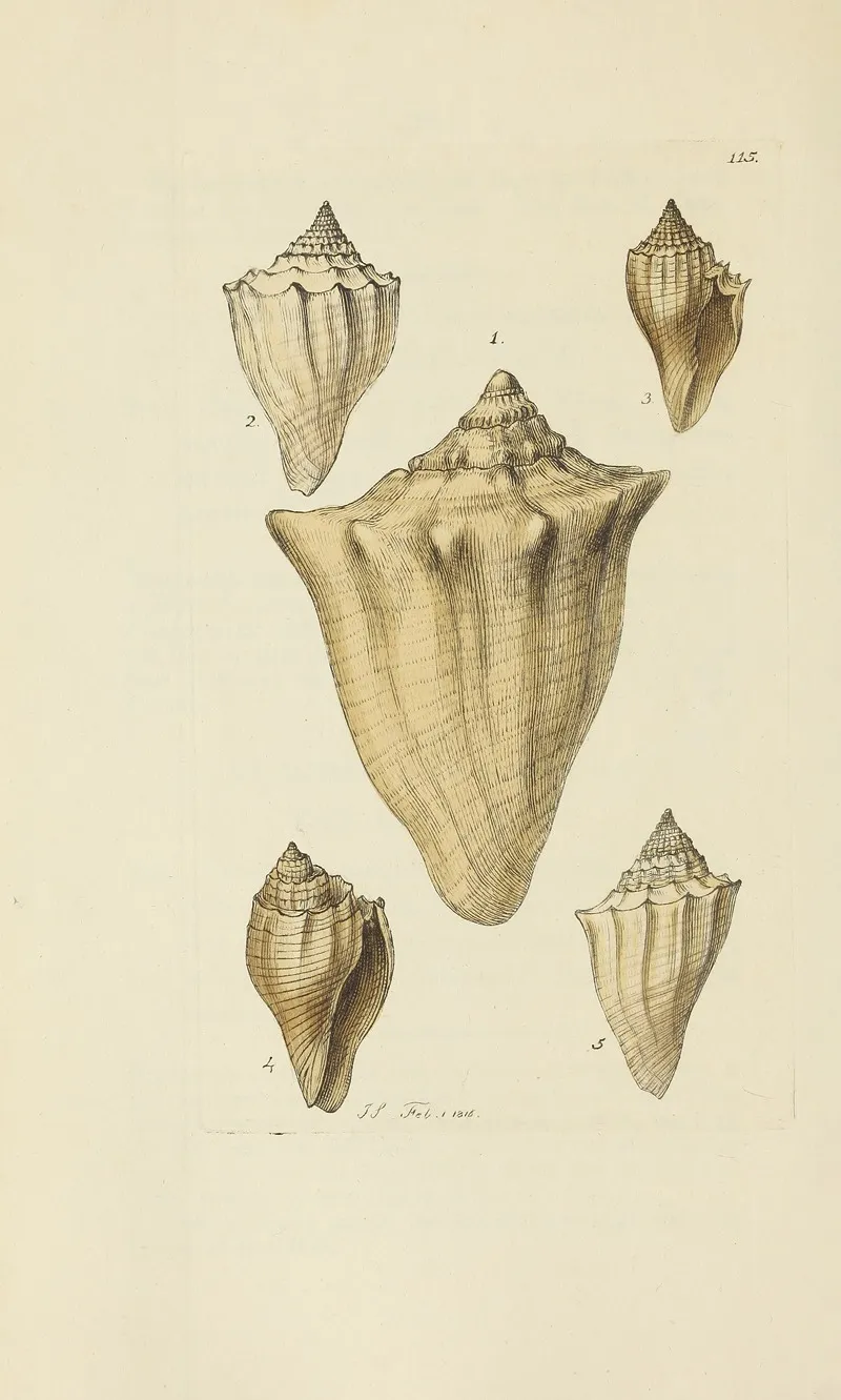 The Mineral Conchology Of Great Britain Pl 114
