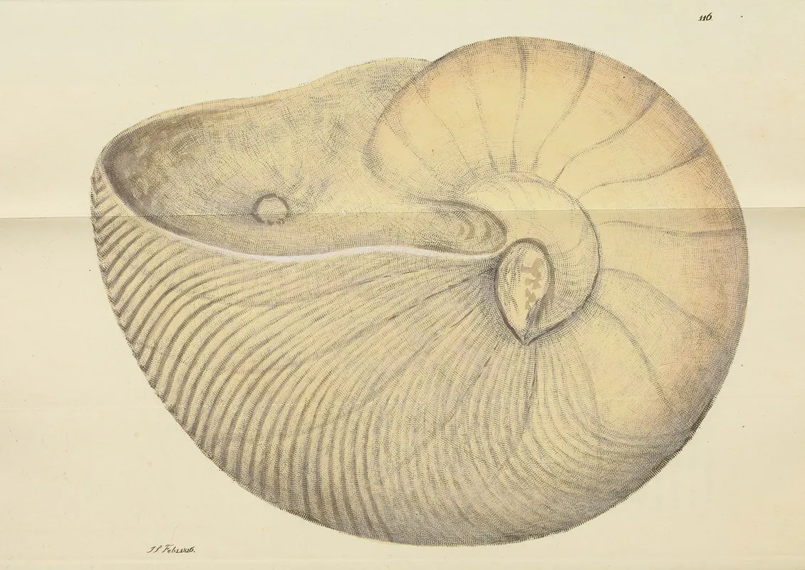 The Mineral Conchology Of Great Britain Pl 115