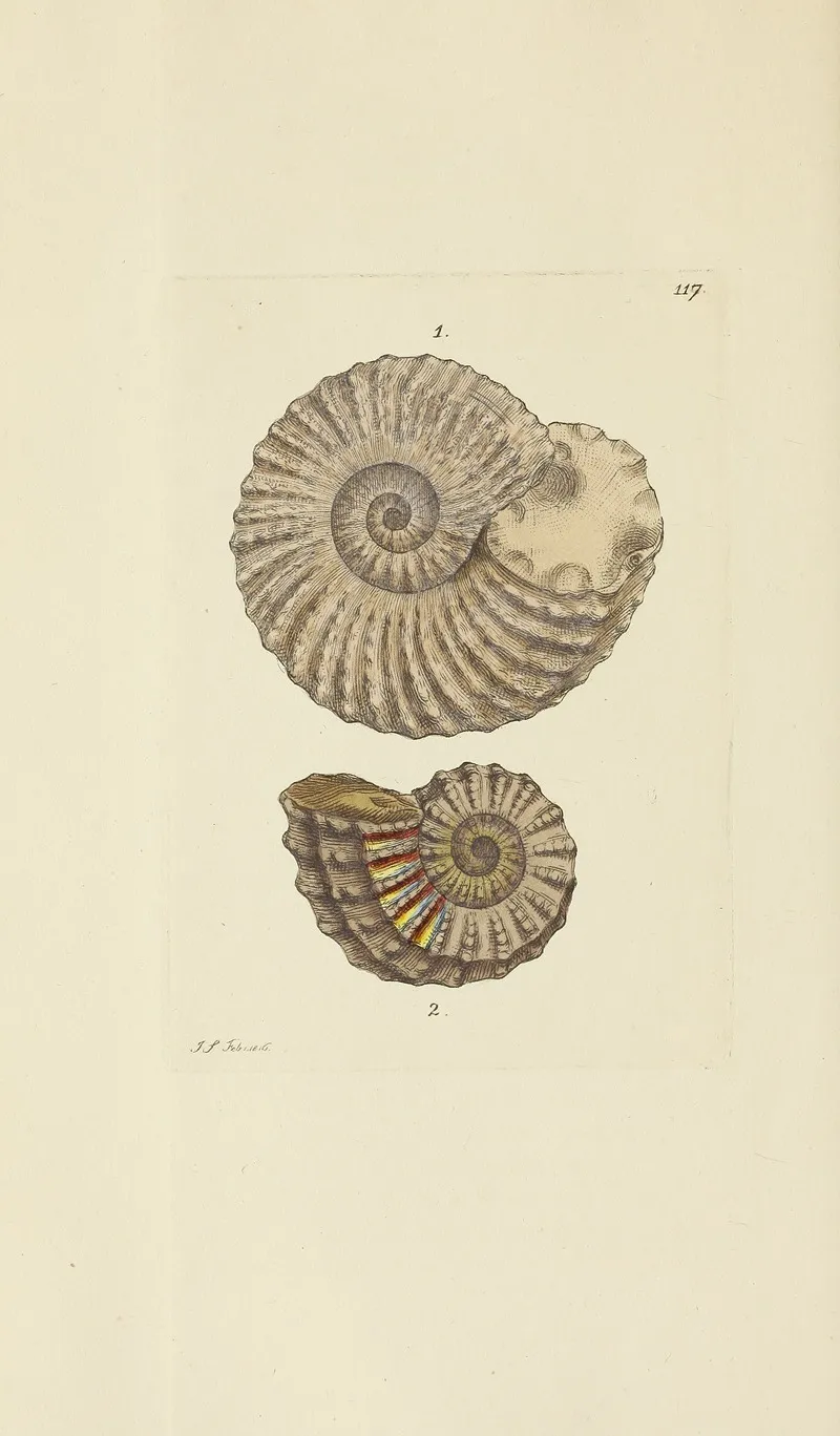The Mineral Conchology Of Great Britain Pl 116