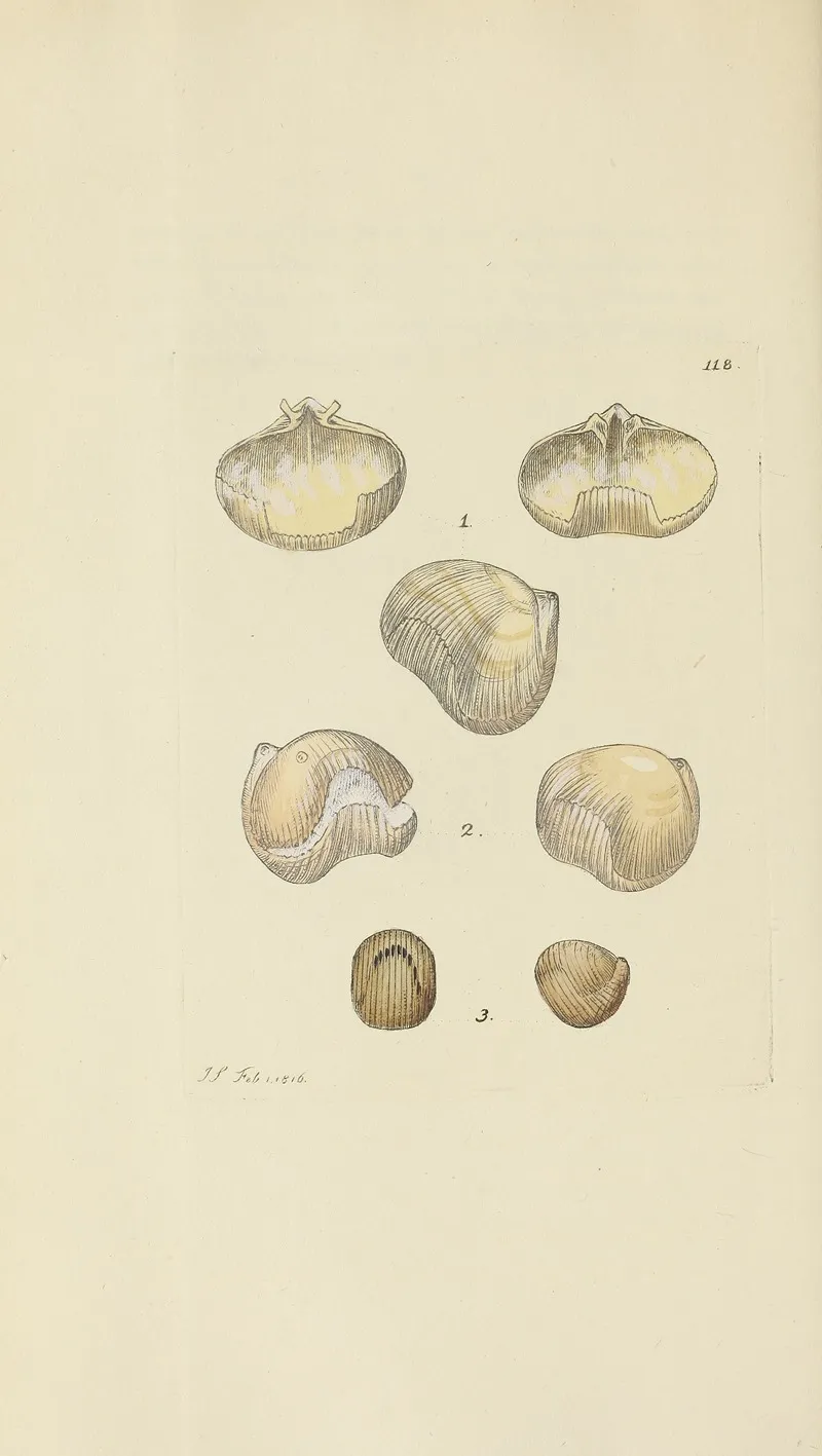 The Mineral Conchology Of Great Britain Pl 117