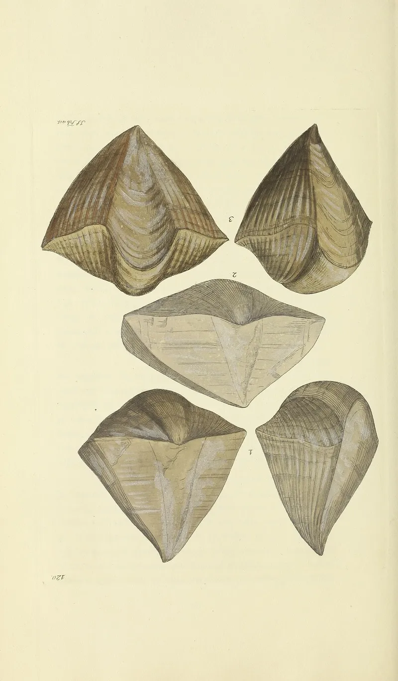 The Mineral Conchology Of Great Britain Pl 118