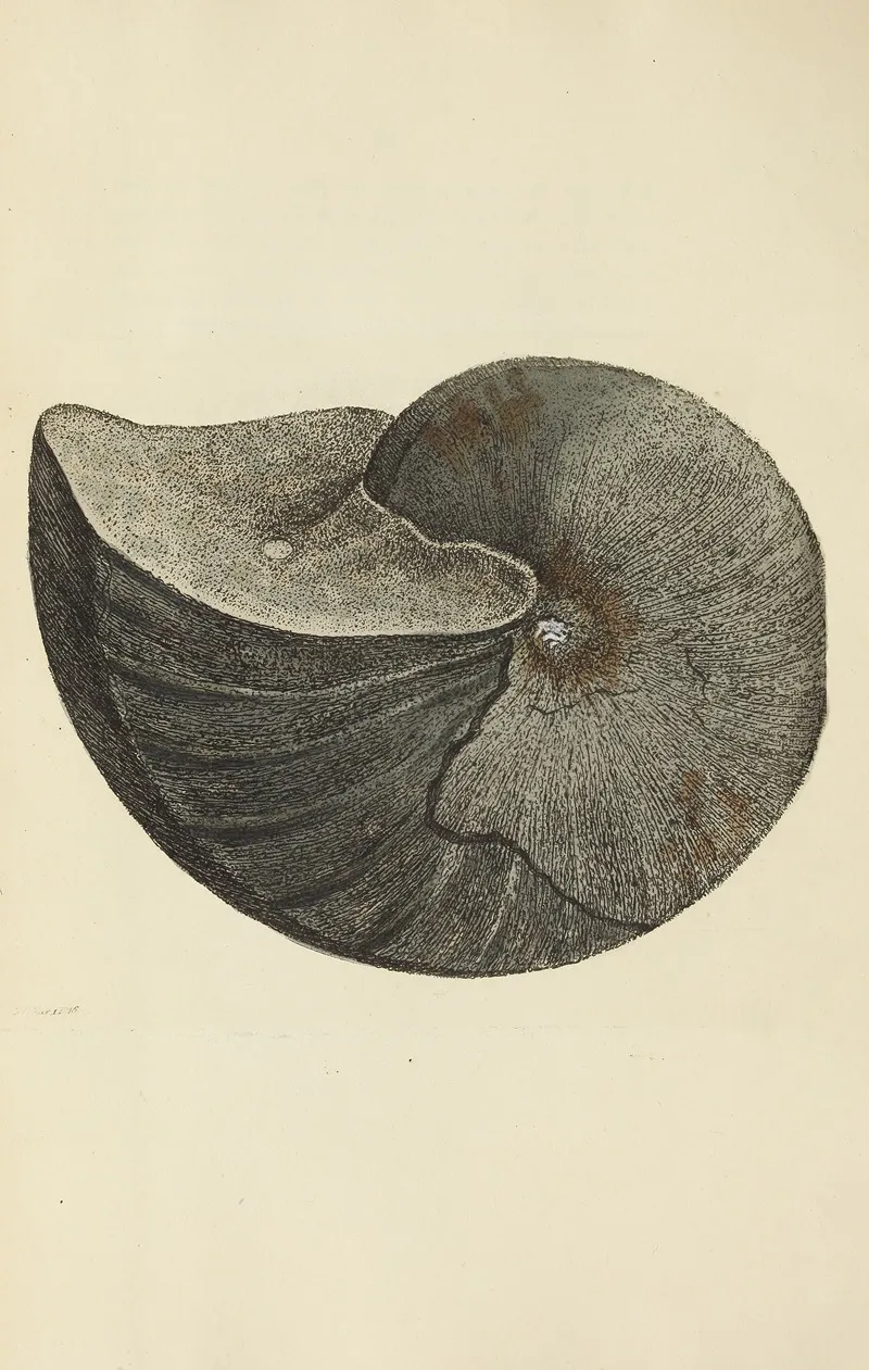 The Mineral Conchology Of Great Britain Pl 120