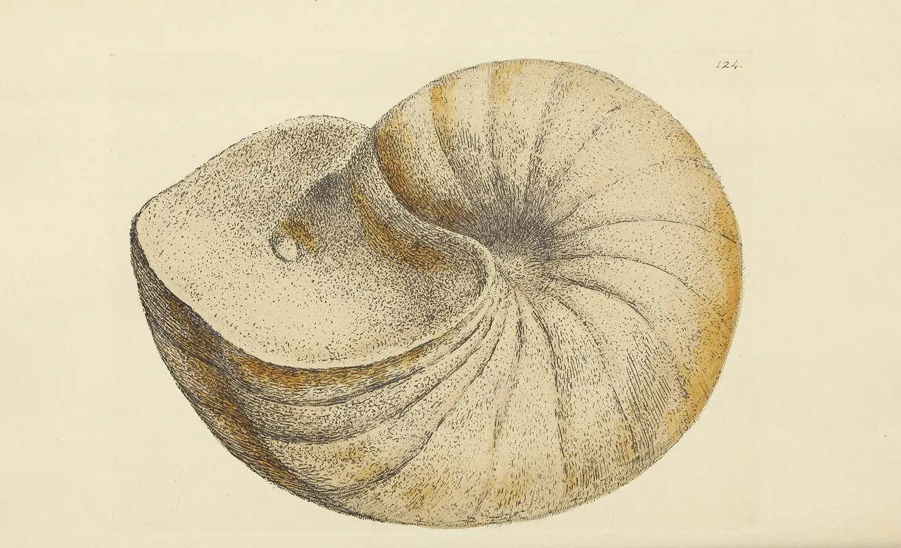 The Mineral Conchology Of Great Britain Pl 121