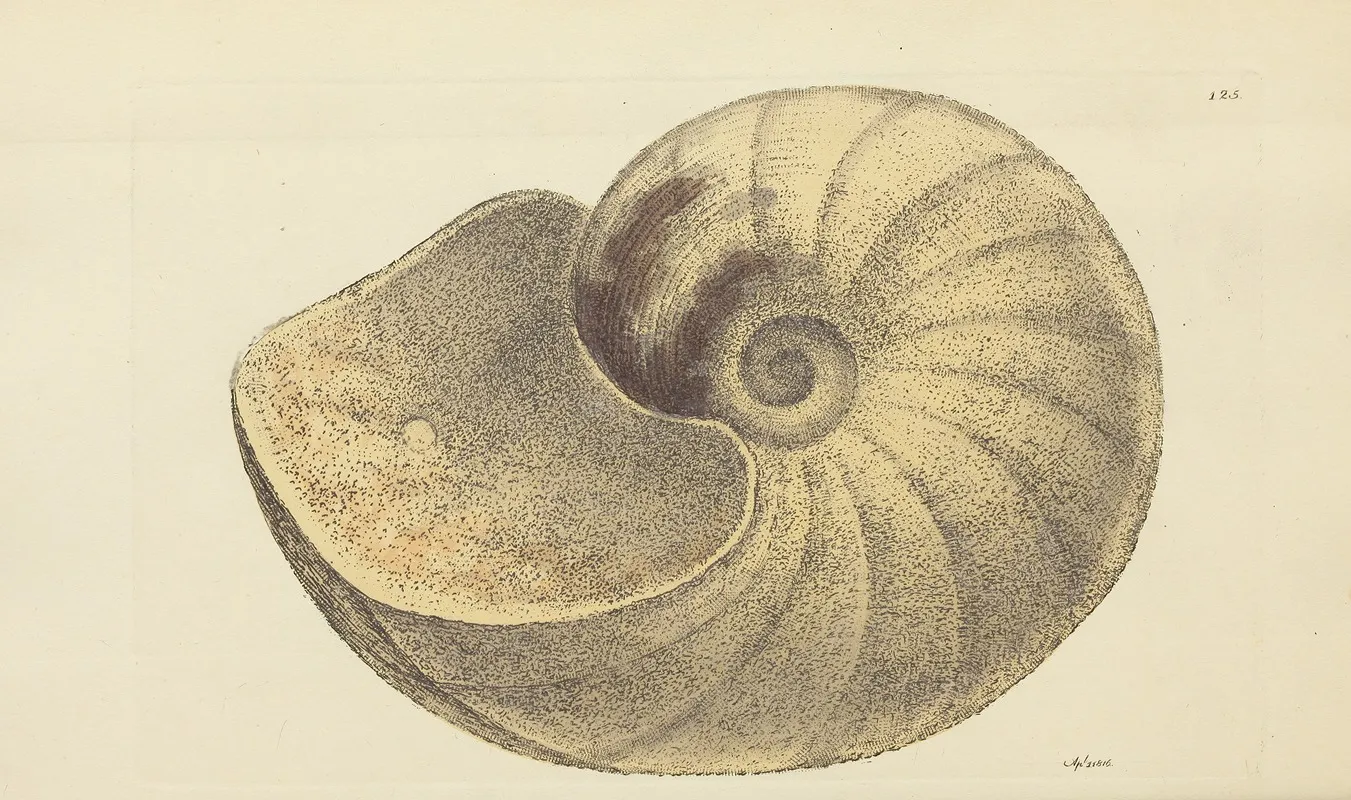 The Mineral Conchology Of Great Britain Pl 122