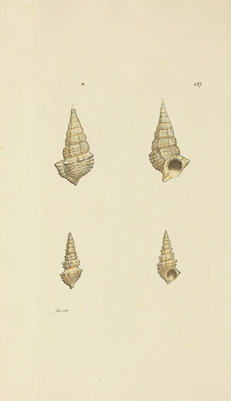 The Mineral Conchology Of Great Britain Pl 123