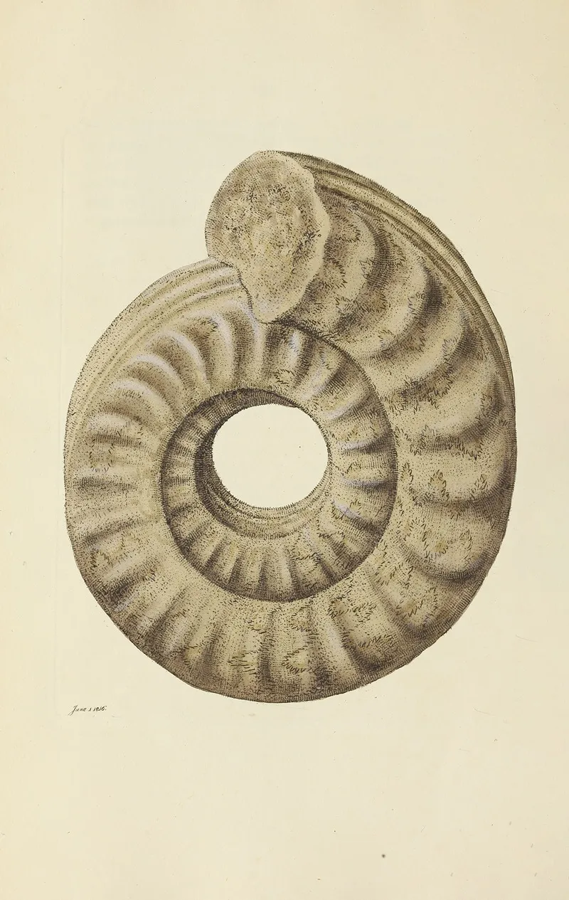 The Mineral Conchology Of Great Britain Pl 126