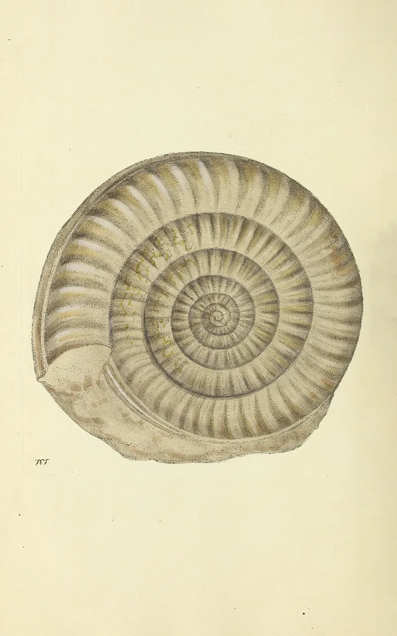 The Mineral Conchology Of Great Britain Pl 127