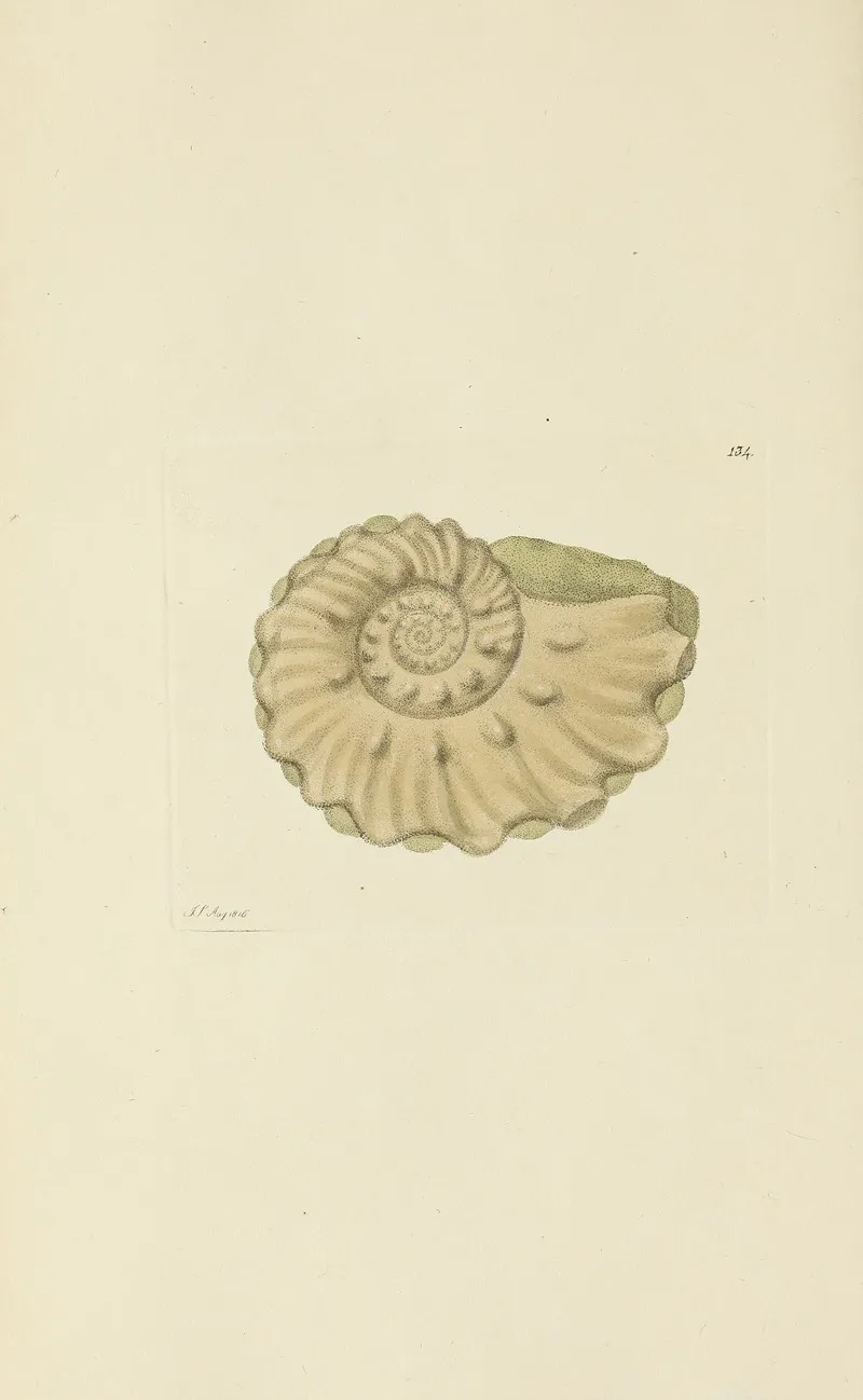 The Mineral Conchology Of Great Britain Pl 130