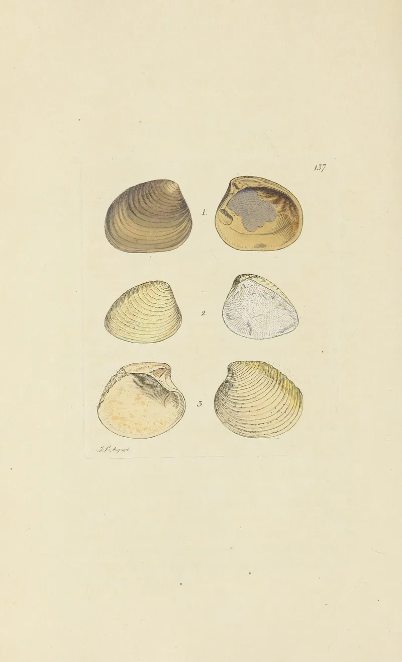 The Mineral Conchology Of Great Britain Pl 133